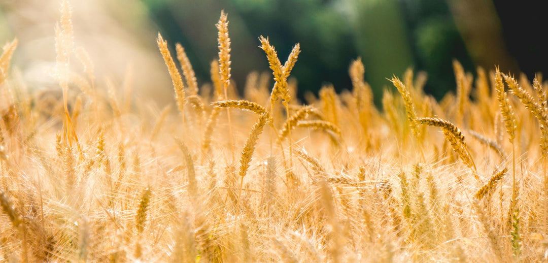 Are You Getting Enough Fiber?