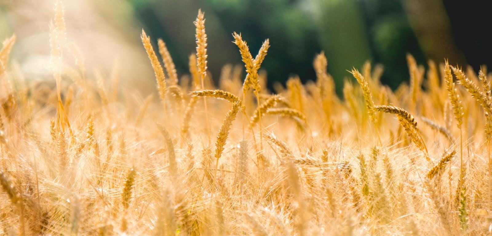 Are You Getting Enough Fiber?