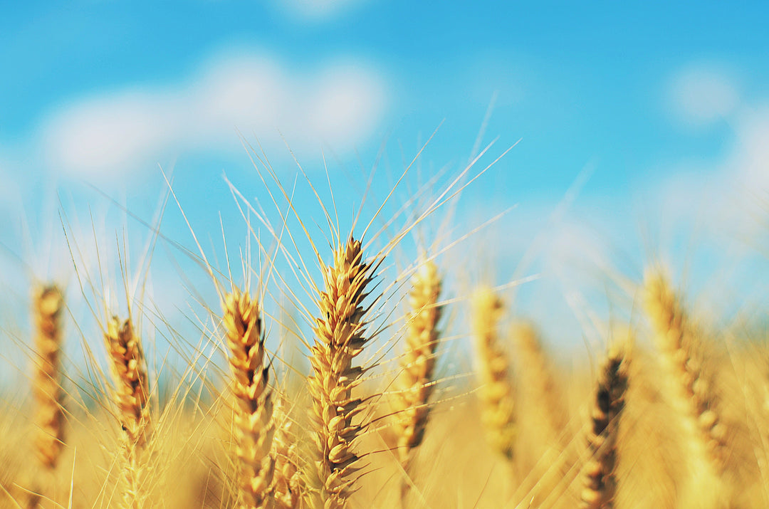 Fighting Forever Chemicals: How Beta-Glucan May Help Clear PFAS